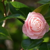 埼玉で花散歩-乙女椿