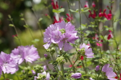 花散歩‐麝香葵