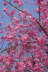 桜色・いろいろ-5