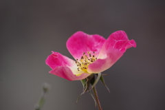 花散歩‐バラ