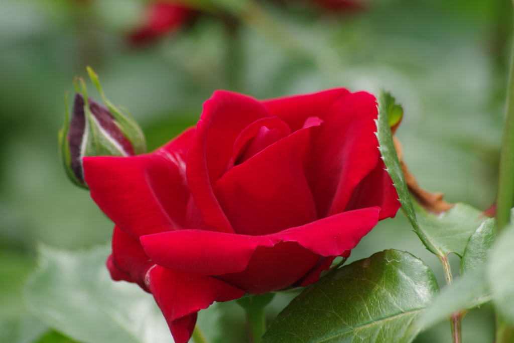 5/31 アンクル ウォルター