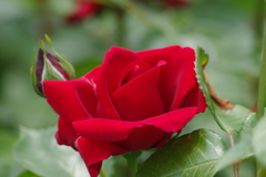 5/31 アンクル ウォルター