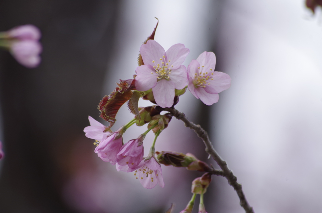 春の忘れ物‐大山桜