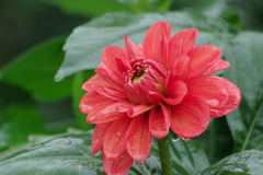 秋田のダリア‐茜