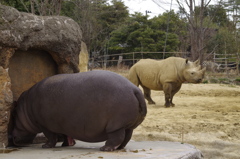 カバとクロサイとシマウマ