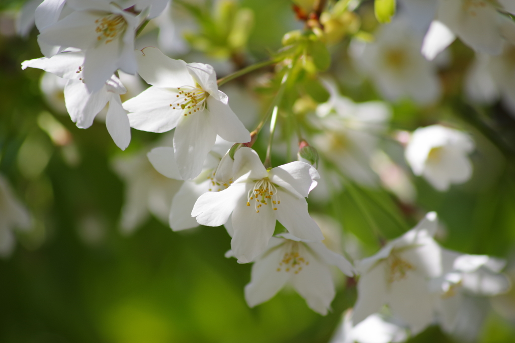花散歩-緑の葉の山桜