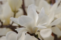 花散歩-白木蓮