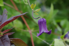 花散歩-ツリガネみたいなクレマチス