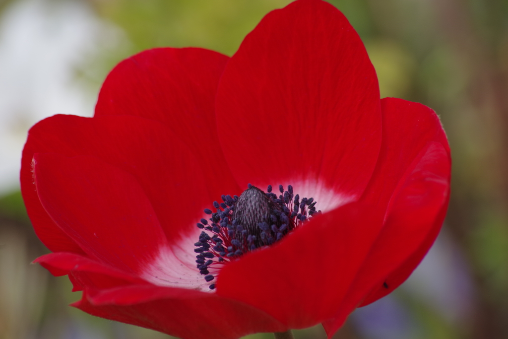 花散歩-アネモネ