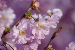 春を待ちわびて-八重咲の春月花