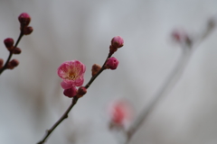 梅の花がほころんで山形にも春が来た-5