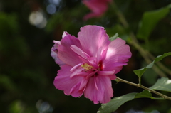 花散歩‐ピンクの八重ムクゲ