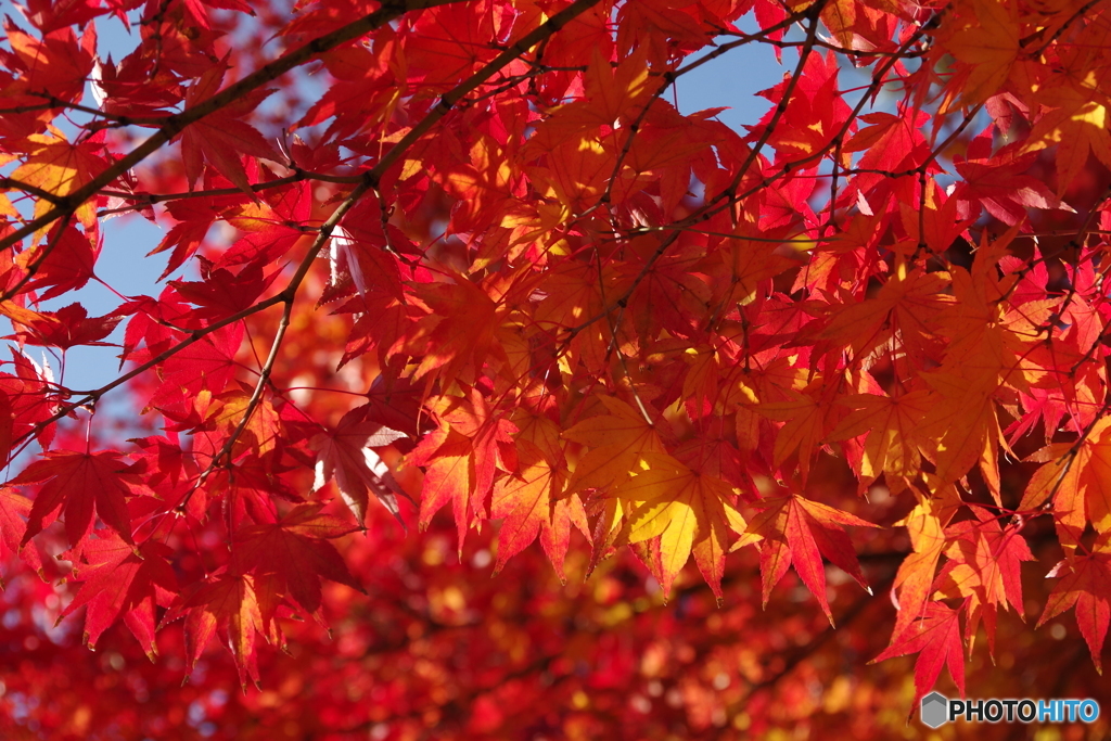 紅く赤く2