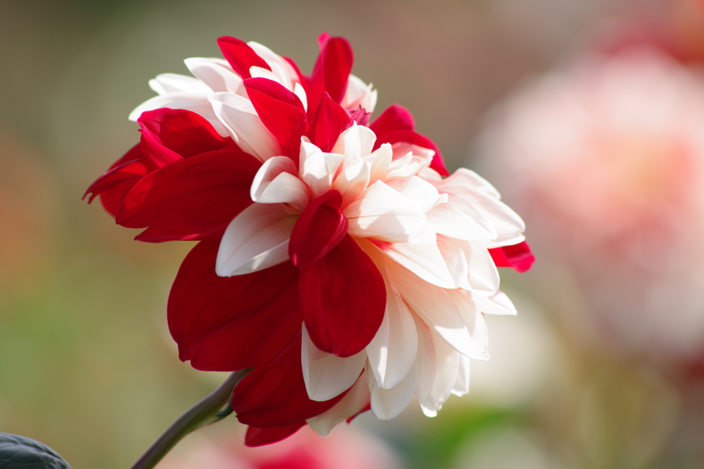 山形のダリア‐花かんざし
