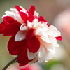 山形のダリア‐花かんざし