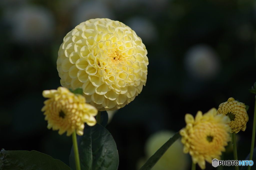 花えくぼ