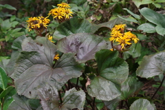 花散歩-夏に咲くツワブキ