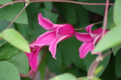 花散歩‐赤いクレマチス