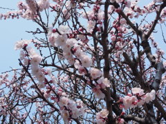 春の桃色‐アンズ