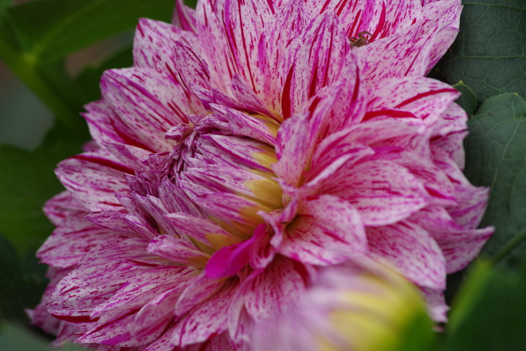 秋田のダリア‐2017新作39