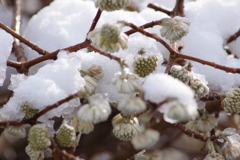 春は名のみの朝‐ミツマタ・赤花