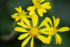 花散歩‐ツワブキ