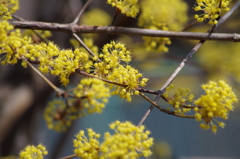 黄花満開-2