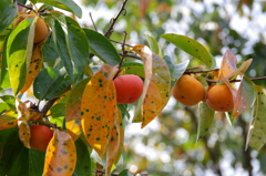 実りの秋-紅柿
