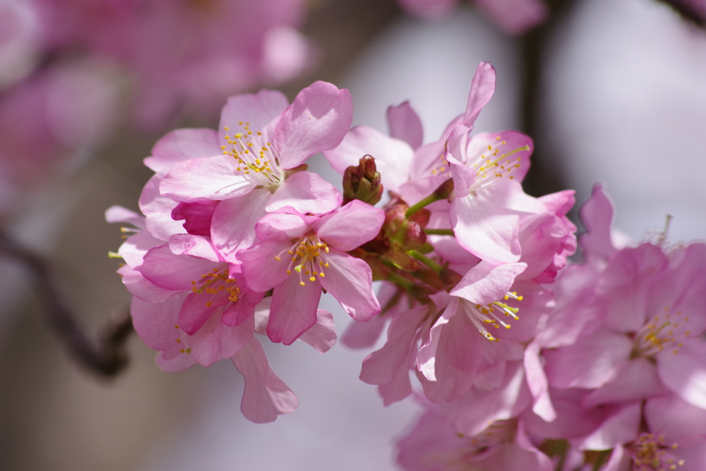 花散歩-公園の桜3