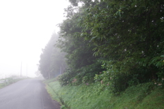 霧の朝の散歩