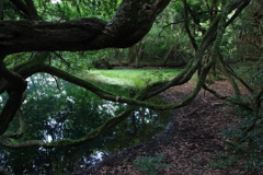 早朝の丸池様の岸辺