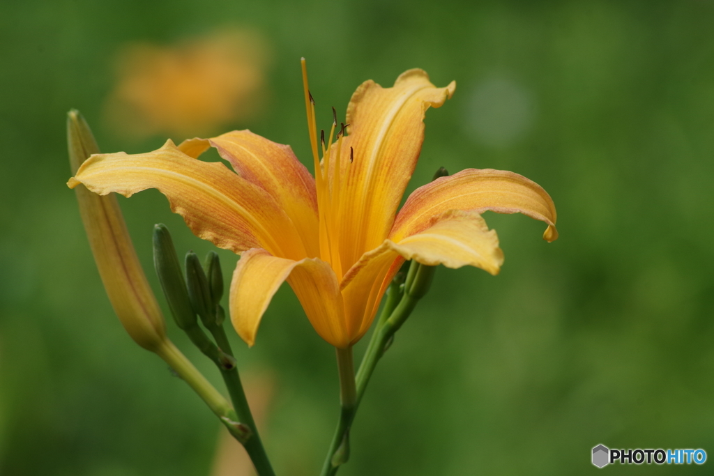 夏の忘れ物‐野萱草