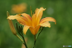 夏の忘れ物‐野萱草