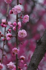 霞城の梅-桃梅3