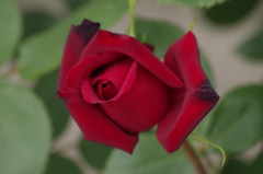 春薔薇の咲始め-熱情