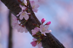 青空に桜色いろいろ-3