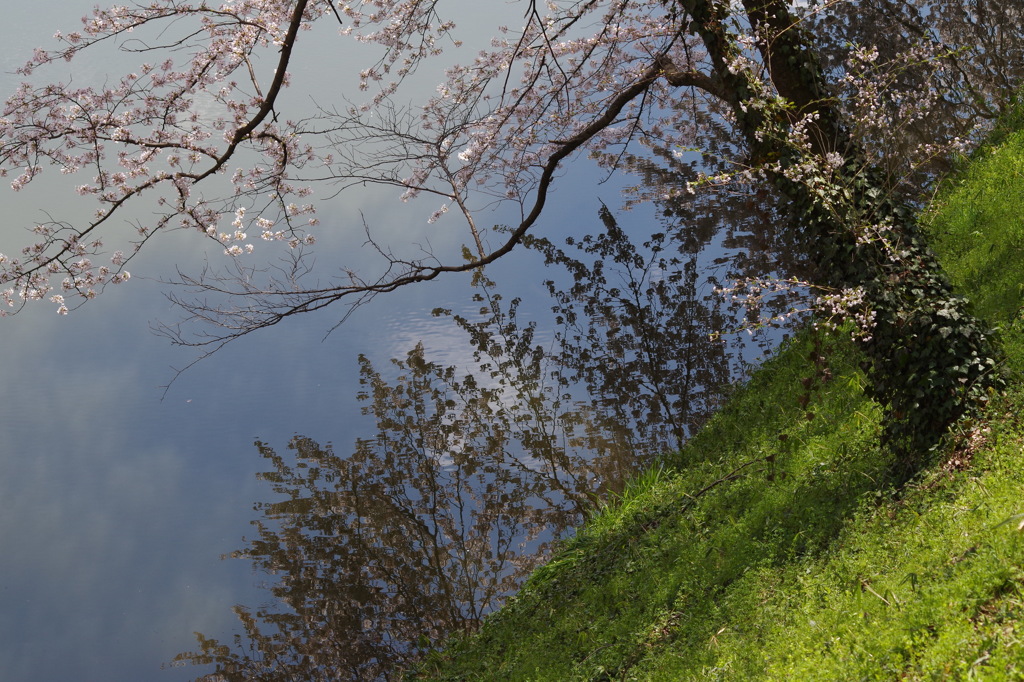 お堀の桜-2