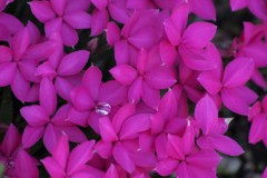 花散歩‐アッツ桜