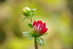 花散歩‐ダリアの幼花と蕾