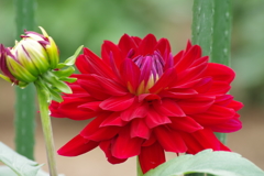 秋田のダリア-レッドエンペラー