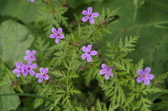 花散歩‐ヒメフウロ