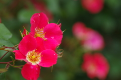 小さな花のバラ-7
