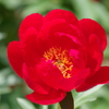 最後の芍薬祭り-レッドレッドローズ