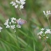 花散歩‐ニラとツバメシジミ