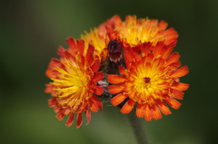 花散歩‐紅輪蒲公英