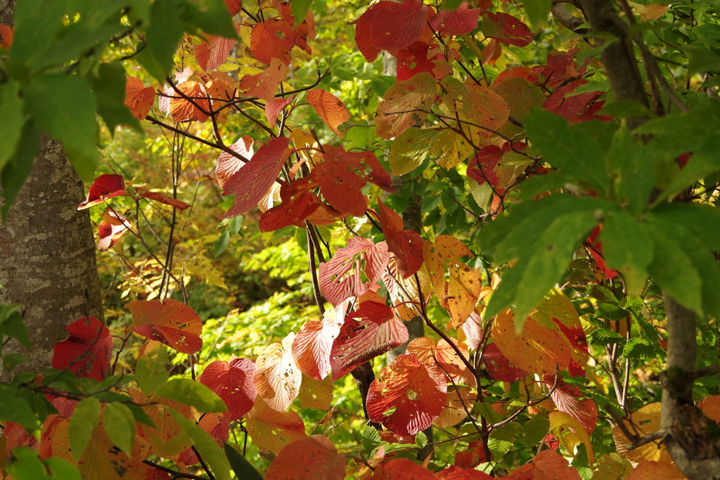 キラキラと紅葉