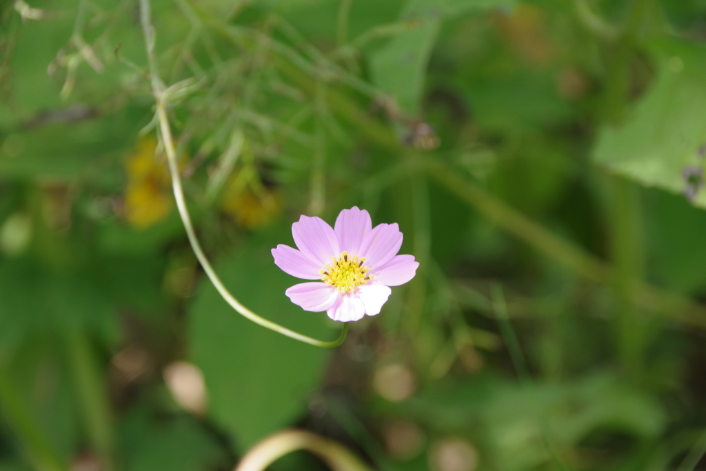 花散歩-ちびのコスモス