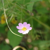 花散歩-ちびのコスモス