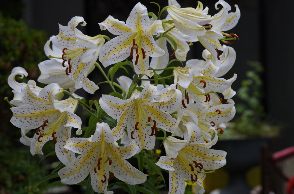 花散歩‐山百合