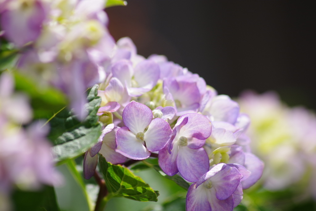 花散歩-アジサイ